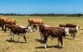 Hereford Herd Royalty Free Stock Photo