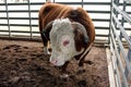 Hereford Prize Bull