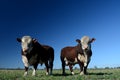 Hereford stud bulls looking at the camera