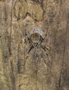 Herennia multipuncta Female Spider seen at Garo hills,Meghalaya,India Royalty Free Stock Photo