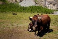 Herens cattle on alpine meadow Royalty Free Stock Photo