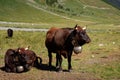 Herens cattle on alpine meadow Royalty Free Stock Photo