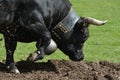 Herens Cattle / Cow Fighting