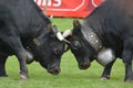 Herens Cattle / Cow Fighting Royalty Free Stock Photo