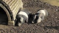 Two pigs resting in the sunshine in mud in Devon October 2024 Royalty Free Stock Photo