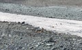 Herf od Chamois Rupicapra rupicapra crossing Gebroulaz glacier, Vanoise national park, , France Royalty Free Stock Photo