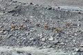 Herf od Chamois Rupicapra rupicapra in Gebroulaz glacier moraine, Vanoise national park, , France Royalty Free Stock Photo