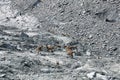 Herf od Chamois Rupicapra rupicapra in Gebroulaz glacier morrine, Vanoise national park, , France Royalty Free Stock Photo