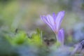 Herfsttijloos, Meadow Saffron, Colchicum autumnale