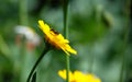 Heriades truncorum bee on a corn marigold