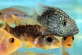 Herichthys carpintis (Green Texas cichlid) Royalty Free Stock Photo