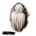 Hericium americanum bear head tooth fungus, an edible mushroom in tooth fungus group isolated on white. Digital art illustration,
