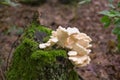 Hericium Cirrhatum Royalty Free Stock Photo