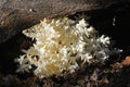 Hericium coralloides mushroom