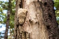 Hericium on cottonwood