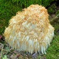 Hericium erinaceus fungus