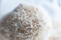 Hericium erinaceus mushroom monkey head mushroom, bearded tooth fungus, bearded hedgehog mushroom Royalty Free Stock Photo