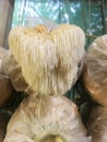 Hericium erinaceus mushroom monkey head mushroom, bearded tooth fungus, bearded hedgehog mushroom, pom pom, lion`s mane mushroom