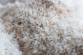 Hericium erinaceus mushroom monkey head mushroom, bearded tooth fungus,