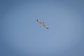 Hering gull flying against blue sky in Bulgary Royalty Free Stock Photo