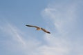Hering gull flying against blue sky. Royalty Free Stock Photo