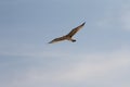 Hering gull flying against blue sky. Royalty Free Stock Photo
