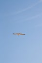 Hering gull flying against blue sky Royalty Free Stock Photo