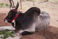 Heritage kangayam bull of tamilnadu, pongal festival in coimbatore