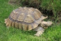 Herman Rests in the Cool Grass Royalty Free Stock Photo