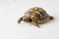 Herman`s turtle, Testudo hermanni isolated on white