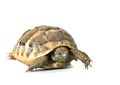 Herman tortoise Royalty Free Stock Photo
