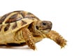 Herman tortoise Royalty Free Stock Photo