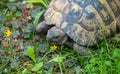 Herman Tortoise In Grass macro