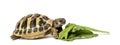 Hermann's tortoise eating salad, isolated