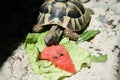 Hermann` s tortoise eating watermelon 2 Royalty Free Stock Photo