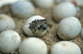 Hermann`s Tortoise, testudo hermanni, Baby Hatching from Egg