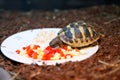 Hermann's tortoise (Testudo hermanni boettgeri)