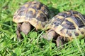 Hermann's tortoise (Testudo hermanni boettgeri) Royalty Free Stock Photo
