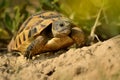 Hermann`s Tortoise - Testudo hermanni on the graas in Romania