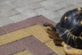 Hermann`s tortoise Testudo hermanni on the middle of the road. Turtle walking on asphalt road.