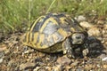 Hermann's tortoise, Testudo hermanni