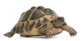 Hermann's tortoise, Testudo hermanni, walking Royalty Free Stock Photo