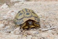 Wild Hermann`s tortoise on the island of Minorca.