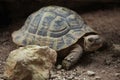 Hermann's tortoise (Testudo hermanni).