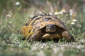 Eastern Hermann`s tortoise. Testudo hermanni boettgeri