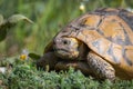 Eastern Hermann`s tortoise. Testudo hermanni boettgeri