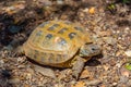 Hermann tortoise at Albera reproduction center, Spain Royalty Free Stock Photo