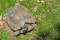 Hermann tortoise at Albera reproduction center, Spain