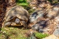 Hermann tortoise at Albera reproduction center, Spain