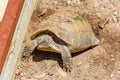 Hermann tortoise at Albera reproduction center, Spain Royalty Free Stock Photo